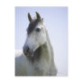 portrait of white horse postcard