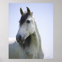 portrait of white horse posters