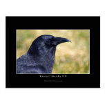 Portrait sauvage de photo de Raven Carte Postale
