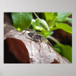 Portrait - Young Spider Posters
