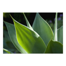 Portugal, Madeira Island, Funchal. Botanical Photographic Print