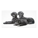 Portuguese Water Dogs photo cards