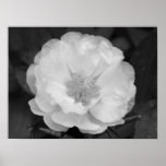 Portulaca Poster