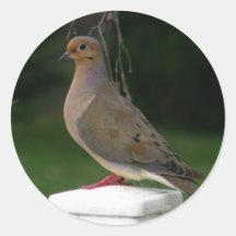 Posed Mourning Dove Sticker