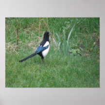 Posing Magpie Print