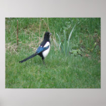 Posing Magpie Print