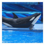 Posing Orca Invitations