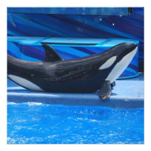 Posing Orca Invitations