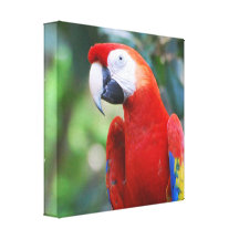 Posing Parrot Canvas Print