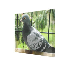 Posing Pigeon