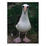 Position d'albatros de Laysan Carte Postale
