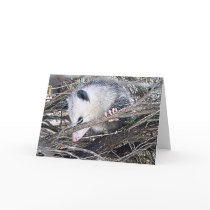 Possum Opossum Greeting Cards