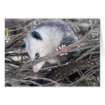 Possum Opossum Greeting Cards