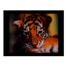 Post Card - 6 week Old Tiger Cub