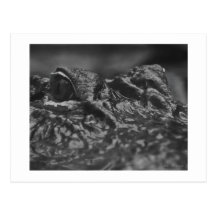POST CARD American Alligator - North Carolina