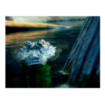 POST CARD American Alligator North Carolina