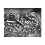 POST CARD Cape Fear Alligator - North Carolina
