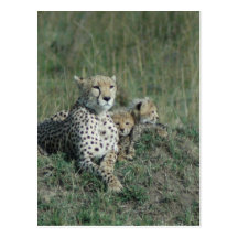 Post Card Cheetah Mom and her three cubs