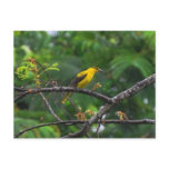 Post card photo of Black naped oriole in the rain. postcards