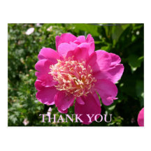 Post card, pink rose, thank you
