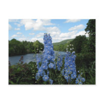 Post Card With Photo of Delphinium