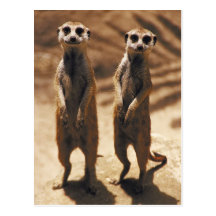 Postards de Meerkat Cartes Postales