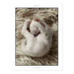 Postcard - 5 week ould La Perm kitten