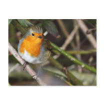 Postcard-Animals-The Bird