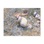 Postcard - Baby Sea Snail and Barnacles