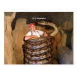 Postcard Big Snake QLD Australia Large Snake