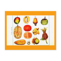 Postcard-Botanicals-Yellow & Orange Fruits