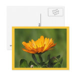 Postcard - Calendula bloom