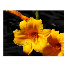 Postcard - Cape Fear Lillies
