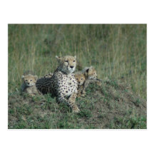 Postcard Cheetah Mom and her three cubs