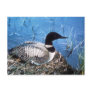 Postcard /  Common Loon on Nest