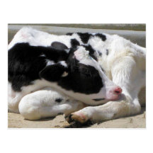 Postcard, Cow, Calf Photography