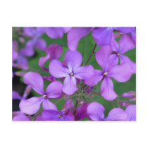 Postcard: Dames Rocket (Hesperis matronalis)
