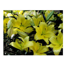 Postcard Floral yellow hybrid oriental lillies