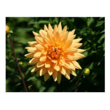 Postcard: Flower Wens Kaart