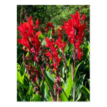 POSTCARD ~ GREENHOUSE PLANTS GARDEN OPEN BUSINESS