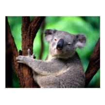 Postcard-Koala Bear
