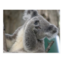 Postcard Koala QLD Australia