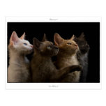 Postcard: LaPerm cats