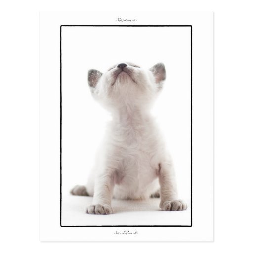 Postcard: LaPerm kitten, Jorunn