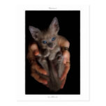 Postcard: LaPerm-kitten, Safe from harm
