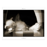Postcard: LaPerm mother and kitten