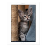 Postcard: Magne, LaPerm kitten