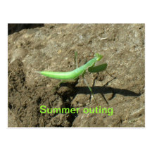 Postcard - Praying mantis