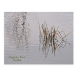 Postcard: Reed Reflections