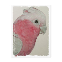 Postcard - Rose Breasted Cockatoo